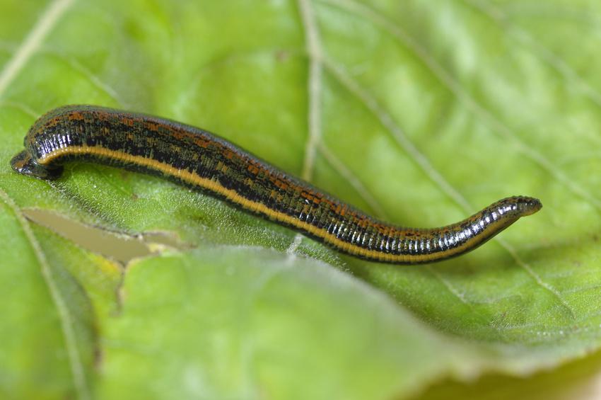 Egel